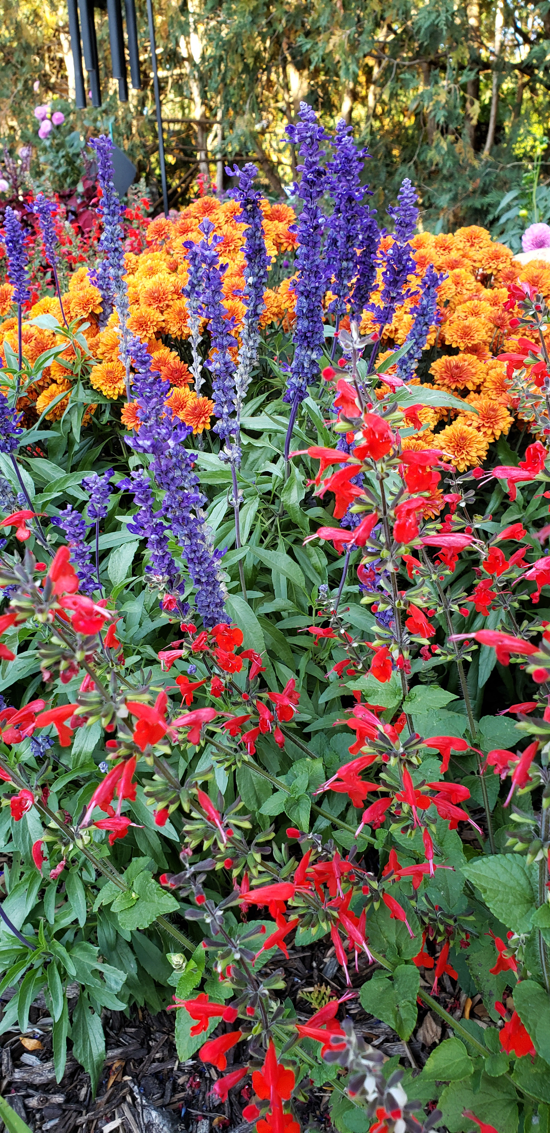 red eyelash sage