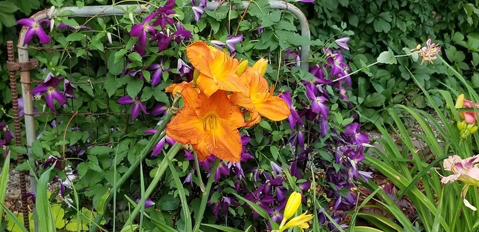 trellis for a clematis