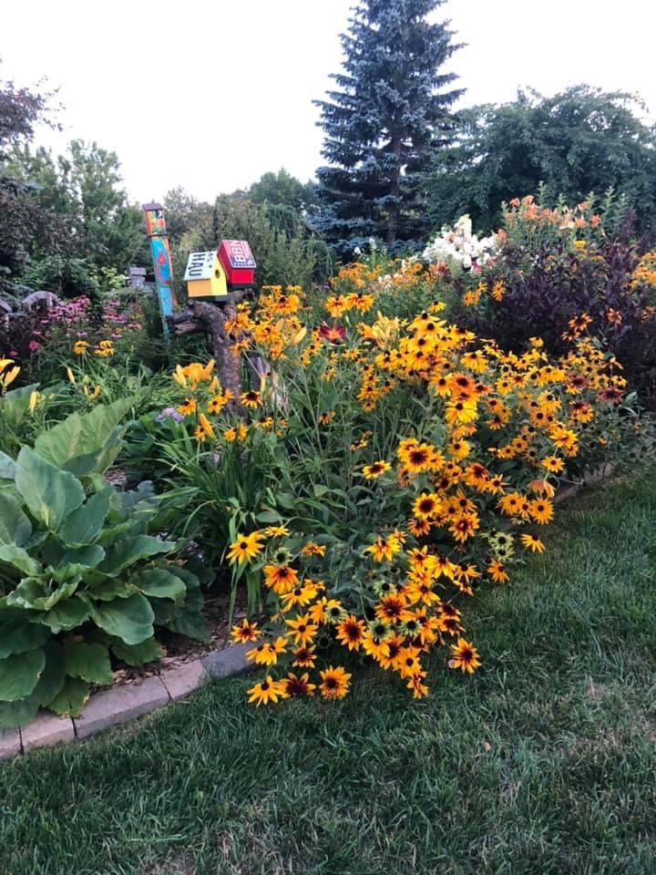 Gloriosa daisies