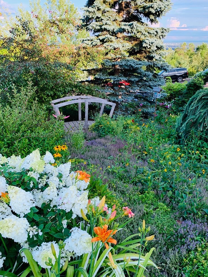 Hydrangea paniculata