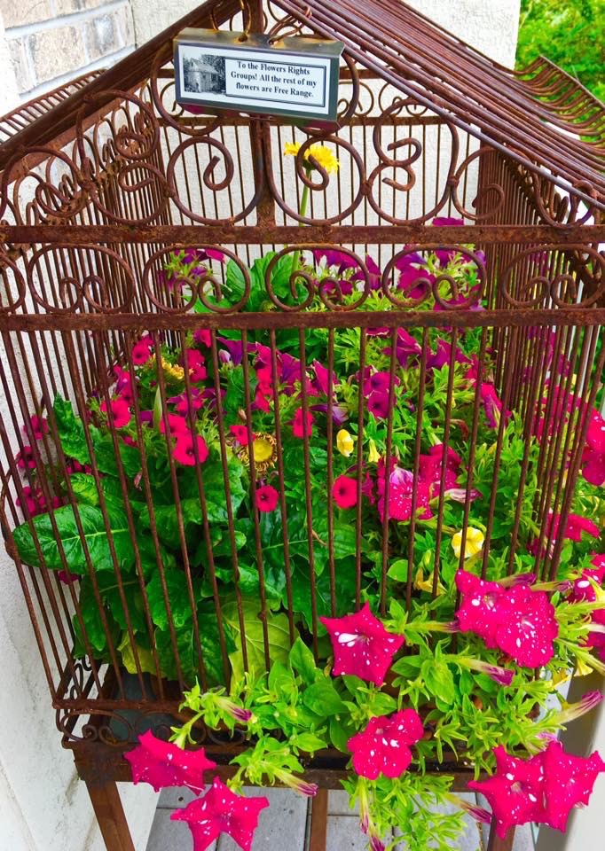 pink and white petunias