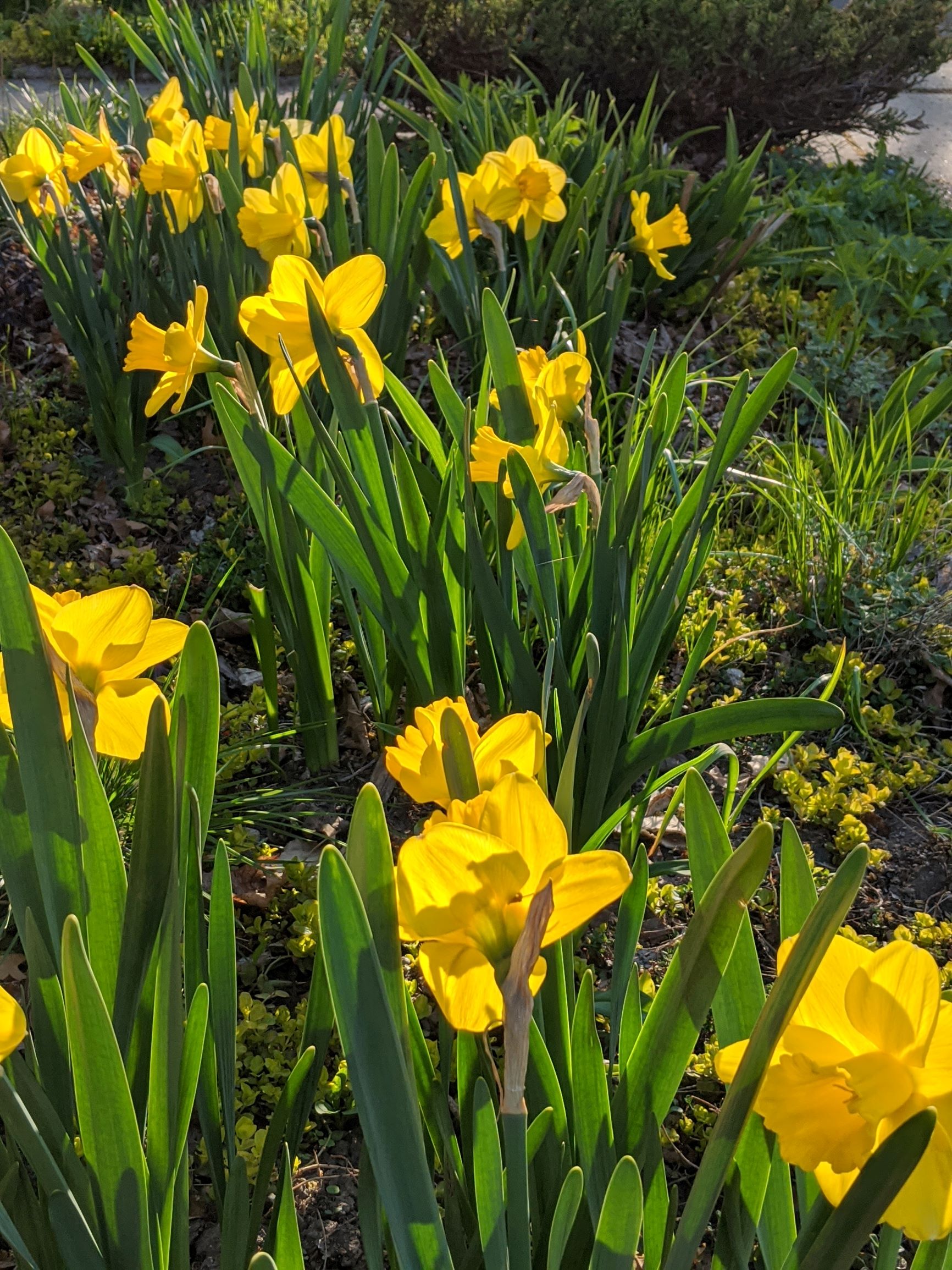 Narcissus Marieke