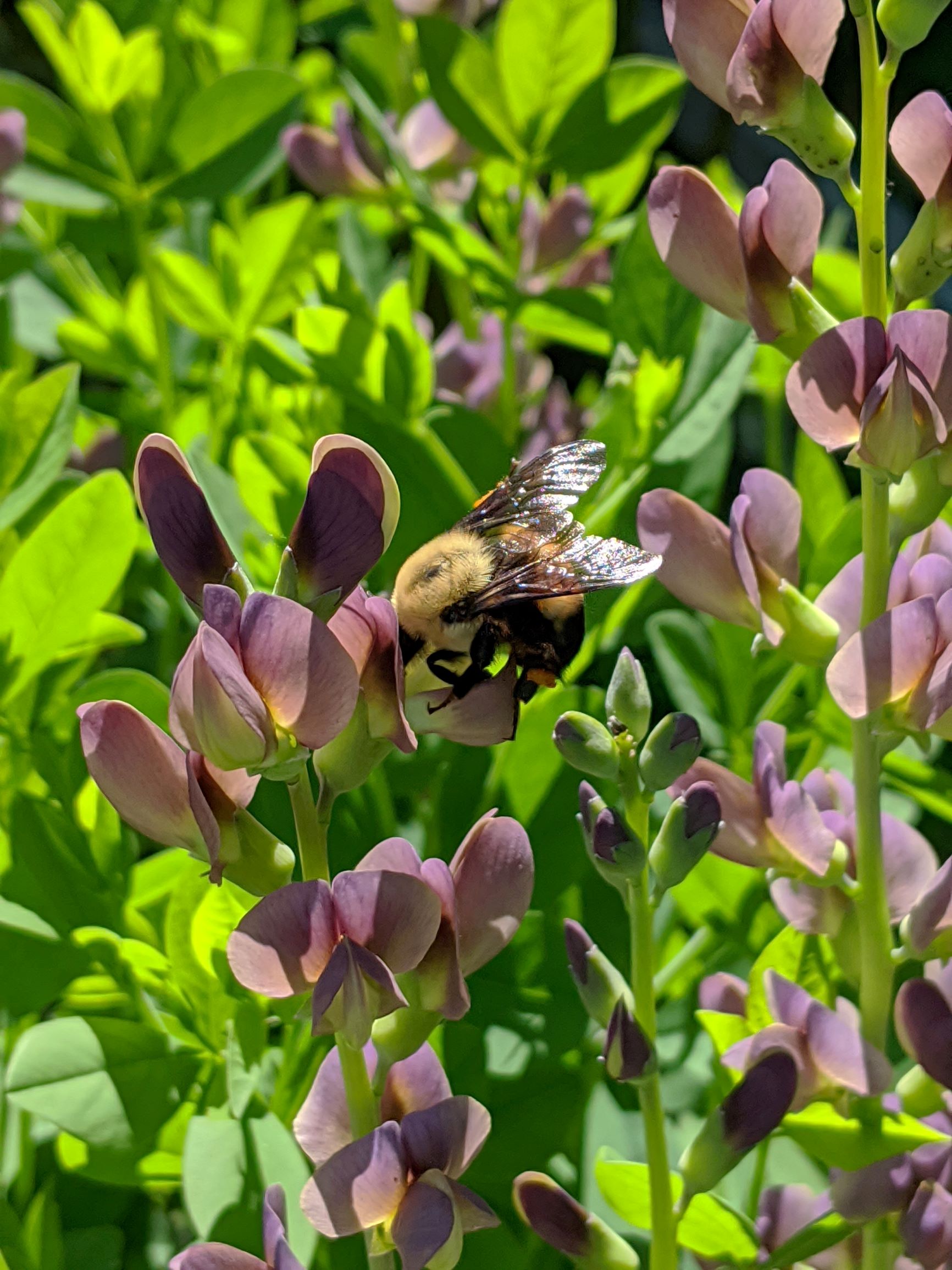 Baptisia Twilite Prairieblues