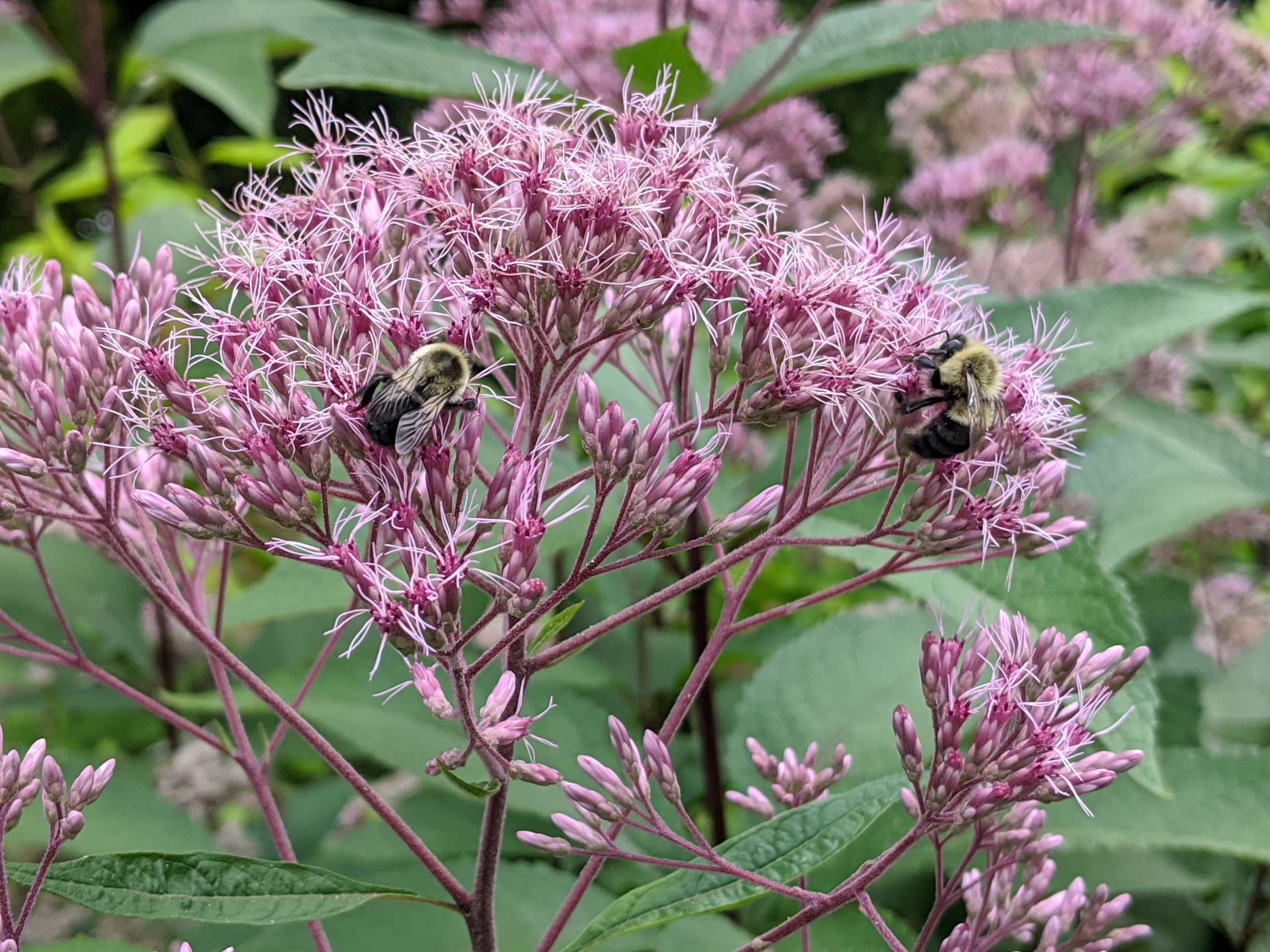 Sweet Joe Pye Weed