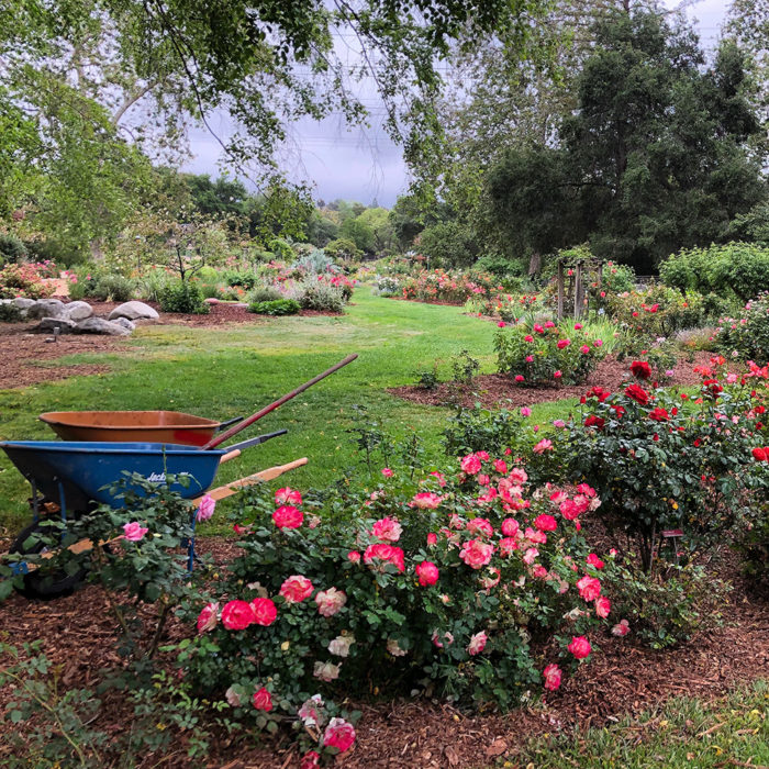 mulched rose garden