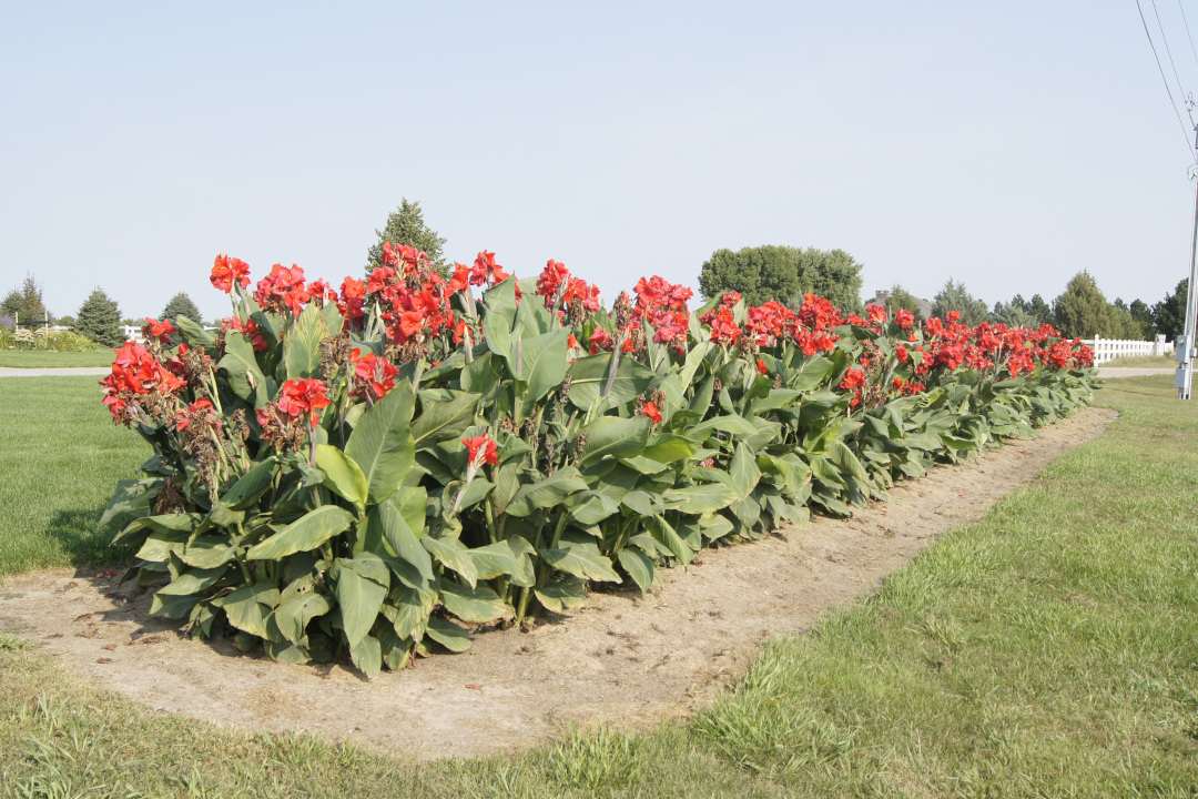 row of cannas