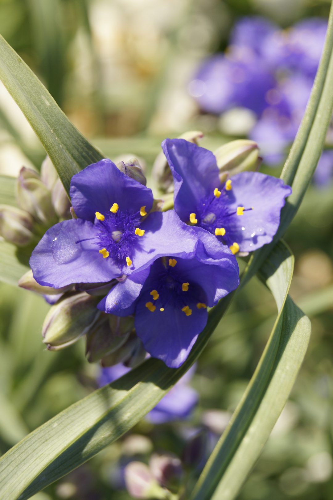 spiderwort