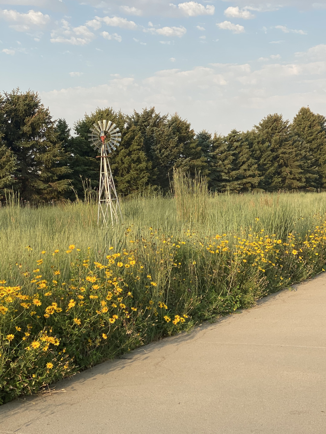 little bluestem