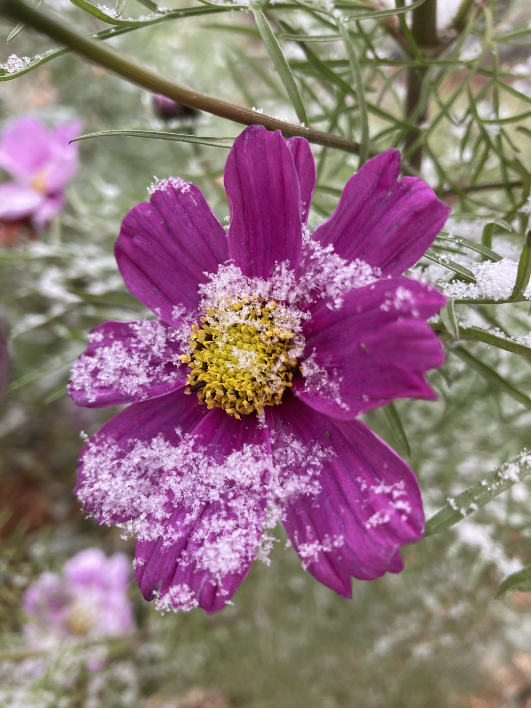 purple cosmos