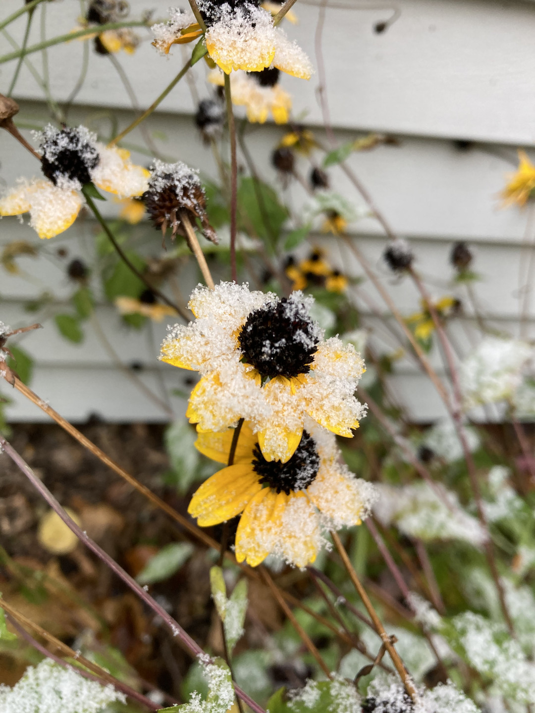 Brown-eyed Susan