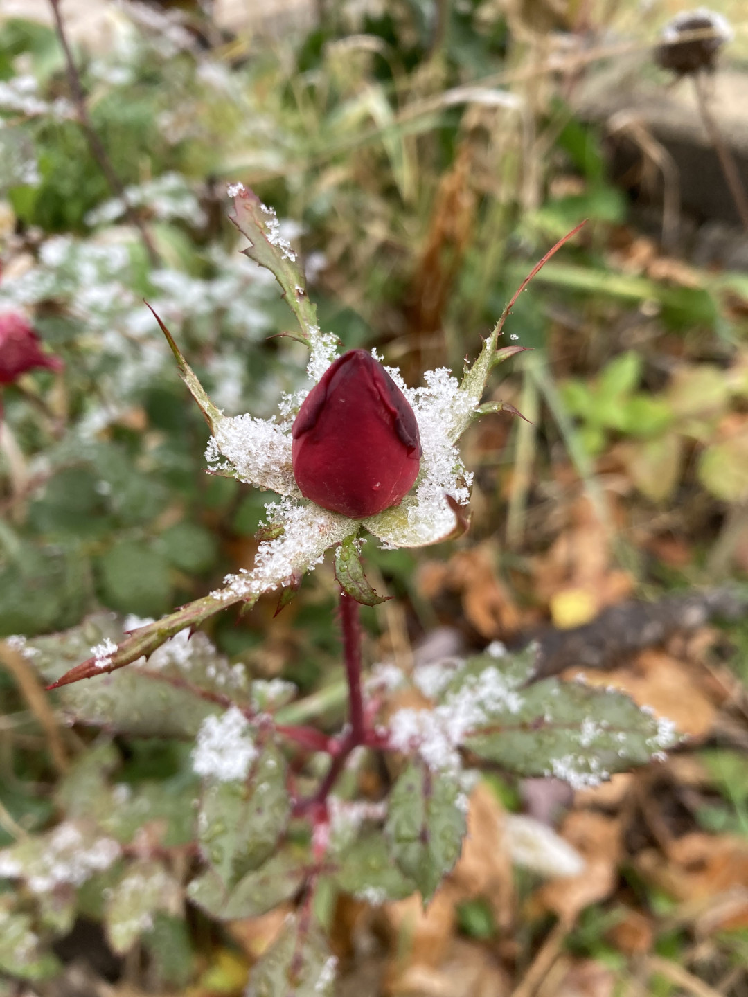 rose bud covered in snow