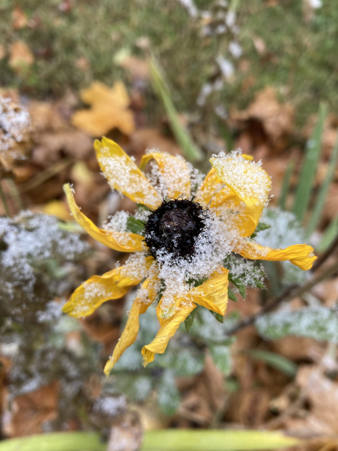 rudbeckia