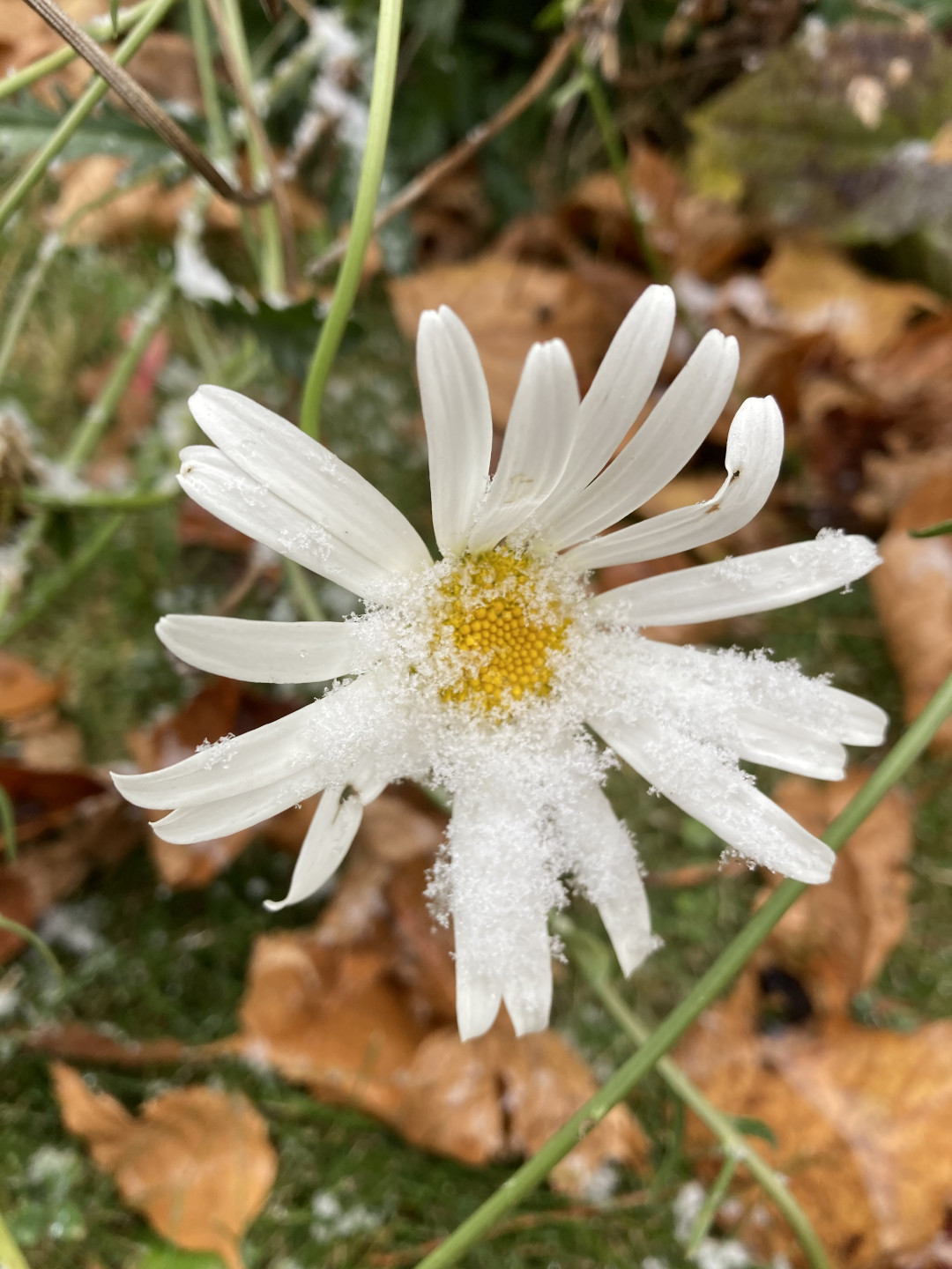 white daisy