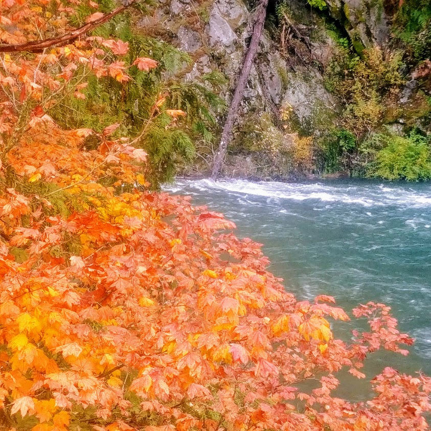 fall leaves near water