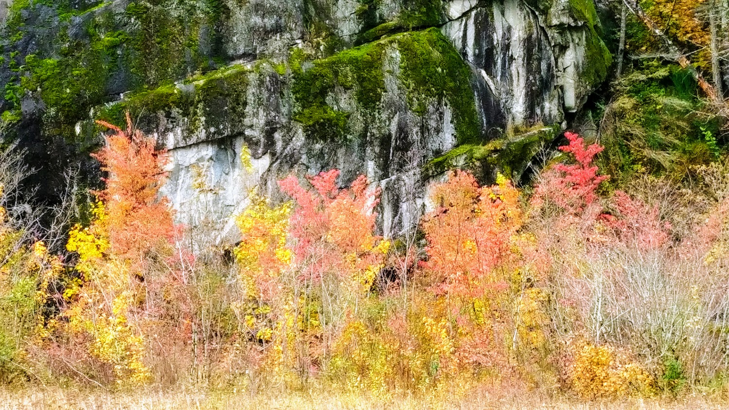 fall foliage in washington