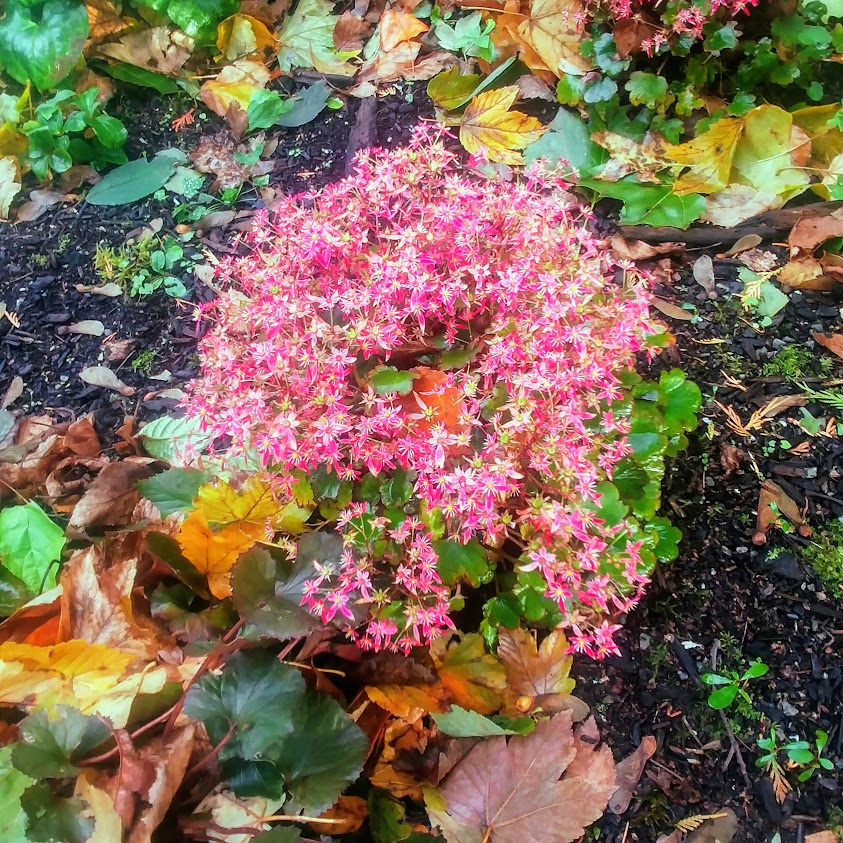 Saxifraga fortunei