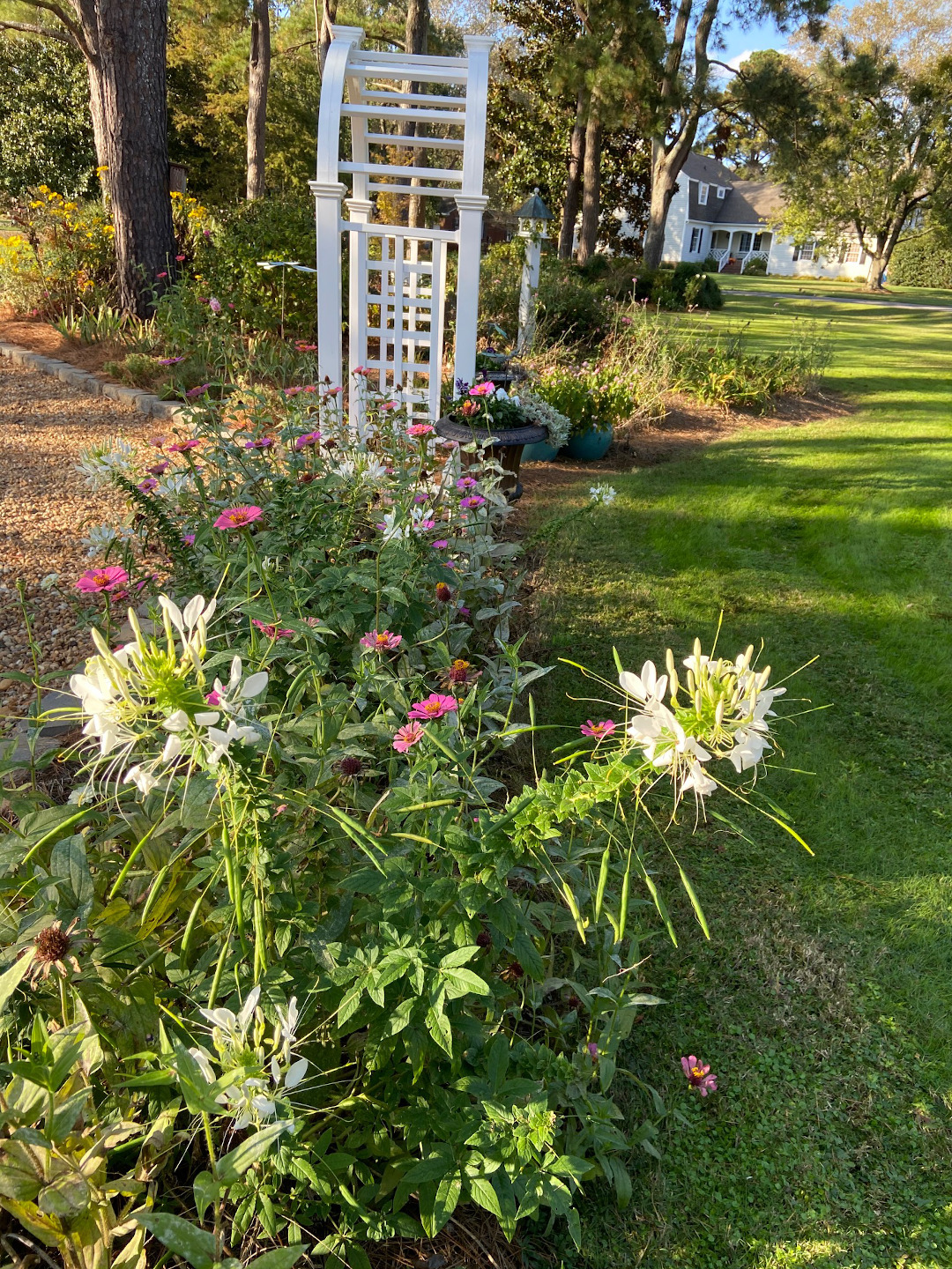 Cleome