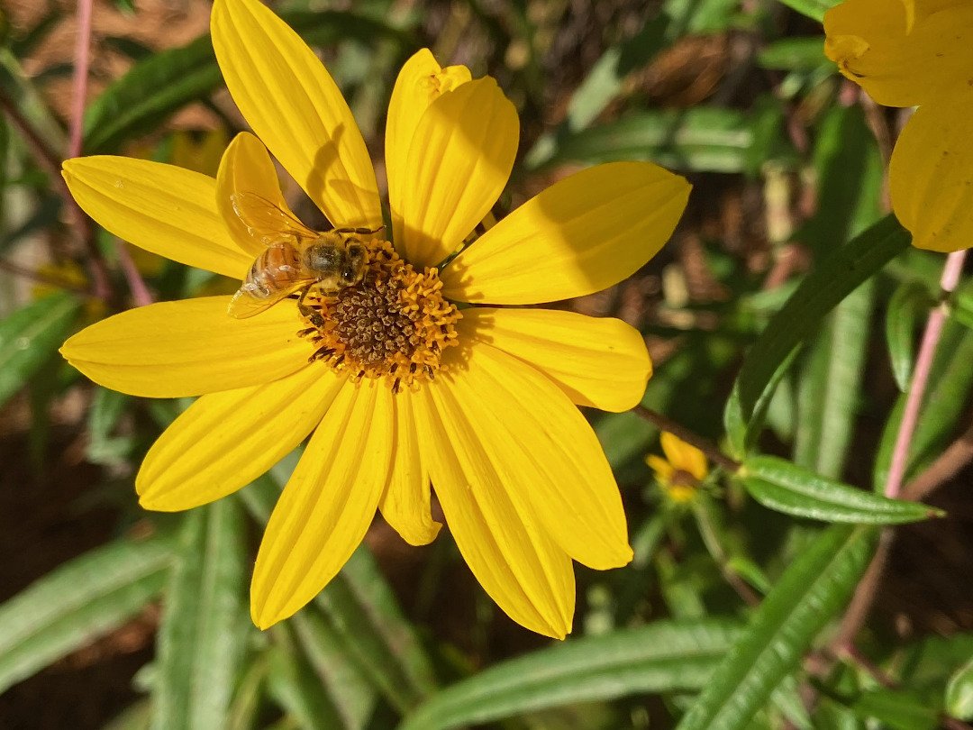 Swamp sunflower