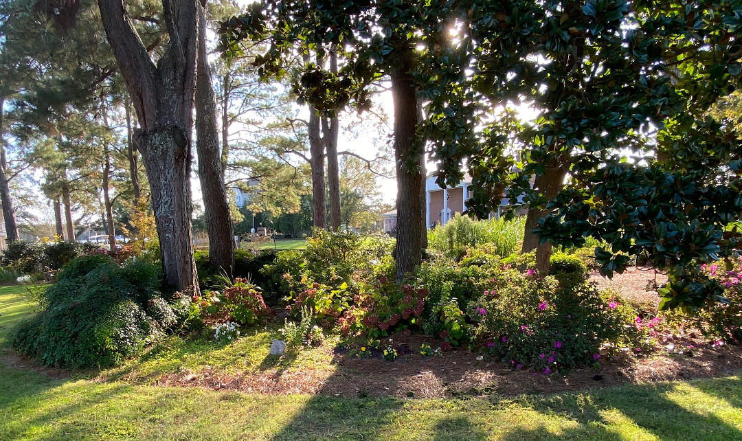 garden under pine trees