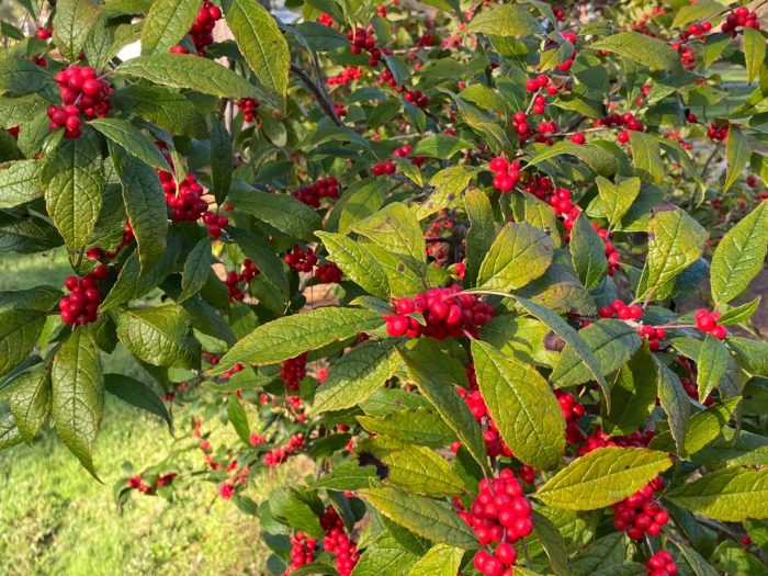 Fall in North Carolina Fine Gardening