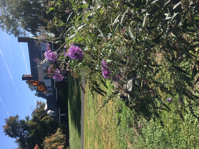 butterfly bush