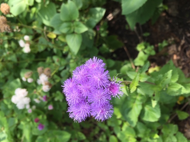 Ageratum