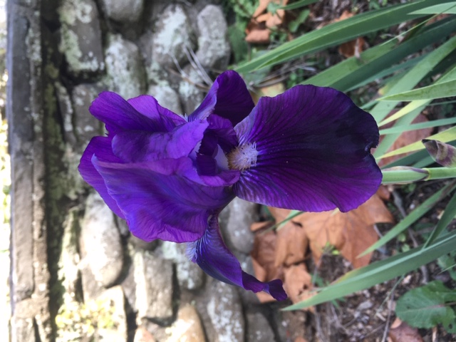 bearded iris