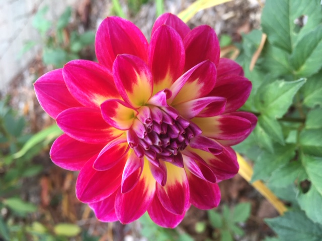 pink and yellow dahlia