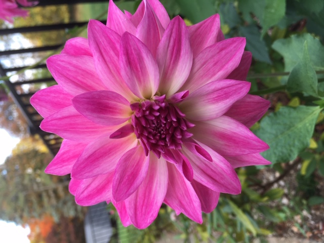 pink dahlias