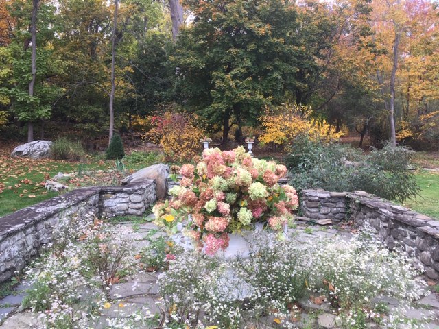 Hydrangea paniculata