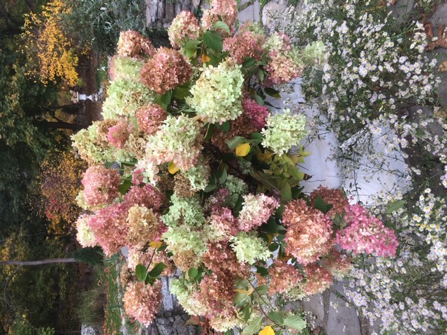 wild asters with hydrangeas