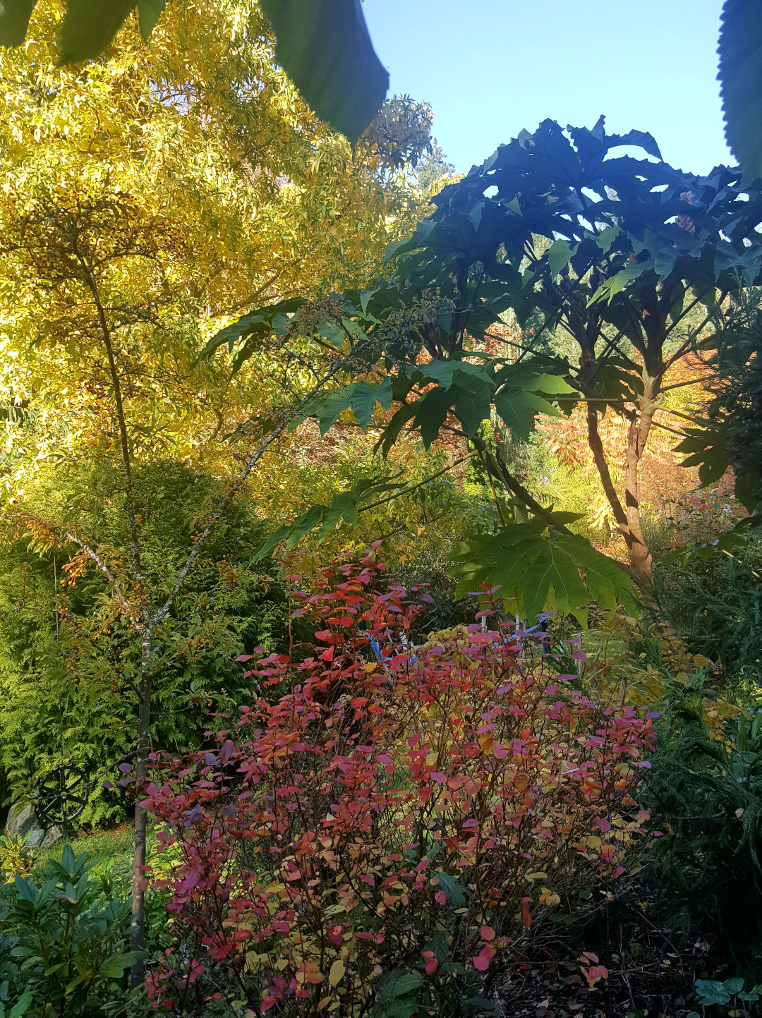 blueberry bush in fall