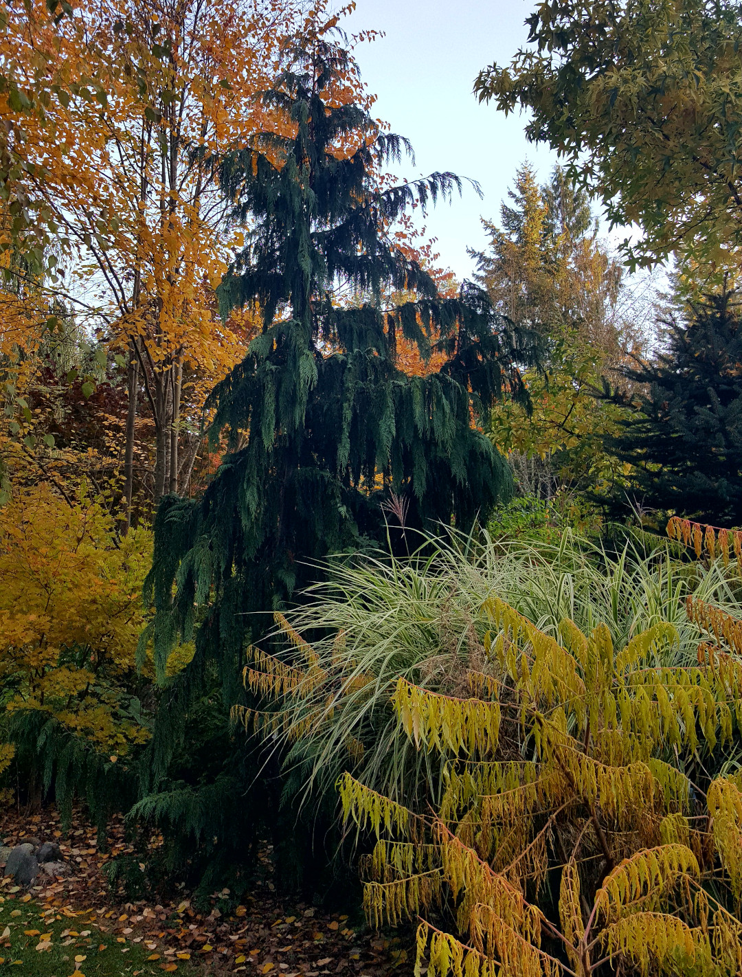 weeping Alaskan cedar