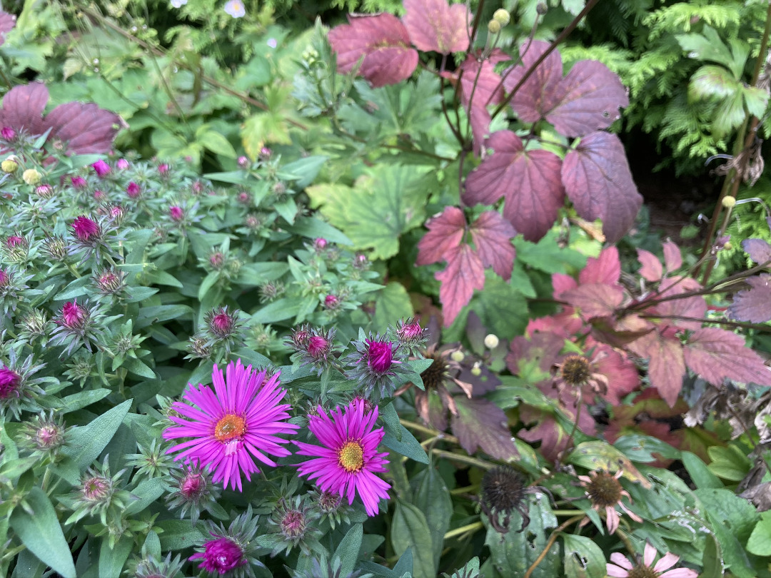 Aster Vibrant Dome