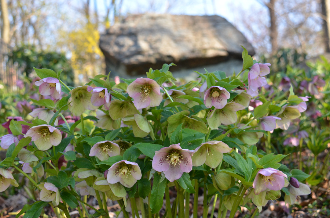 Helleborus orientalis