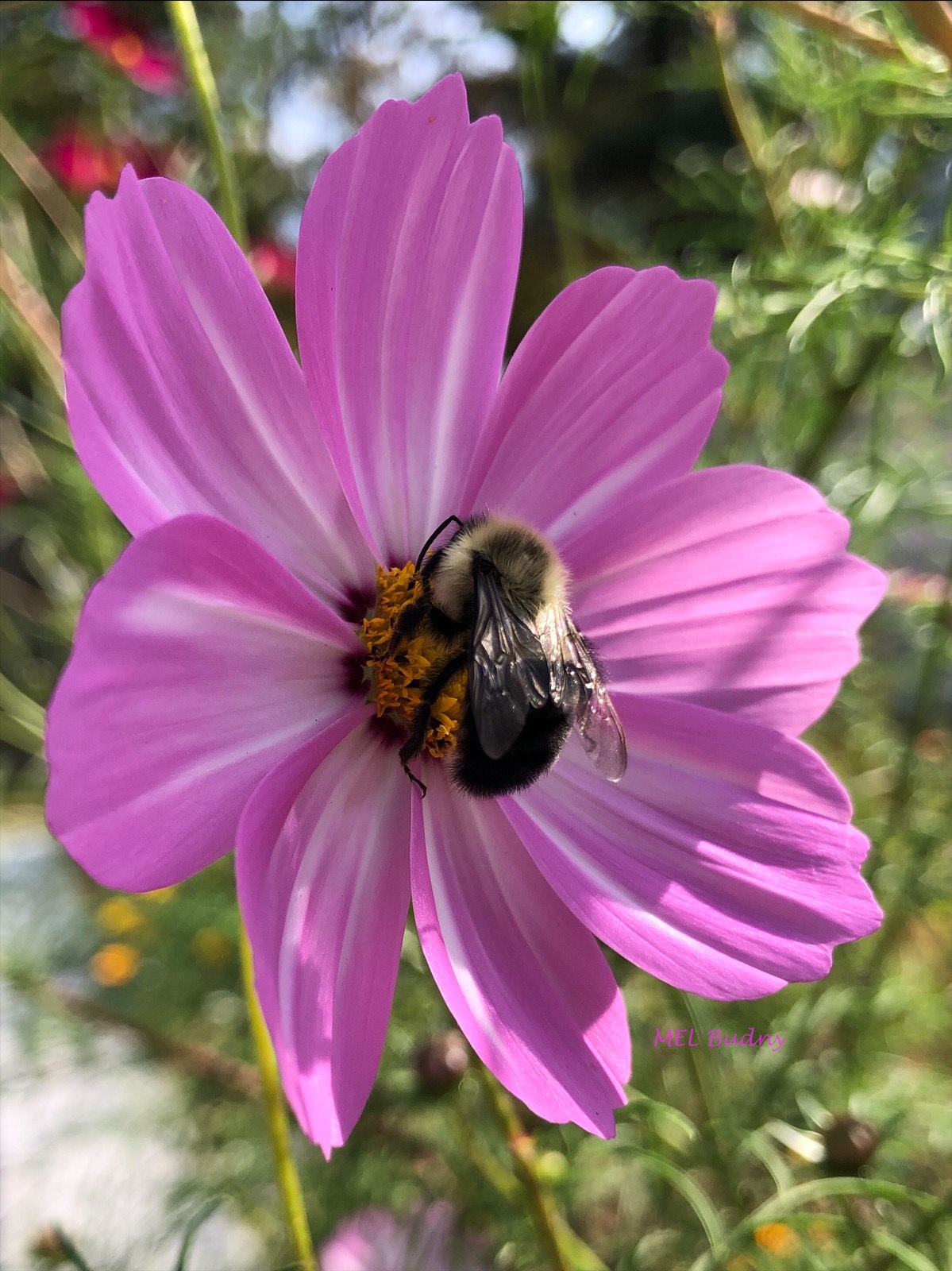 bumblebee on a cosmos