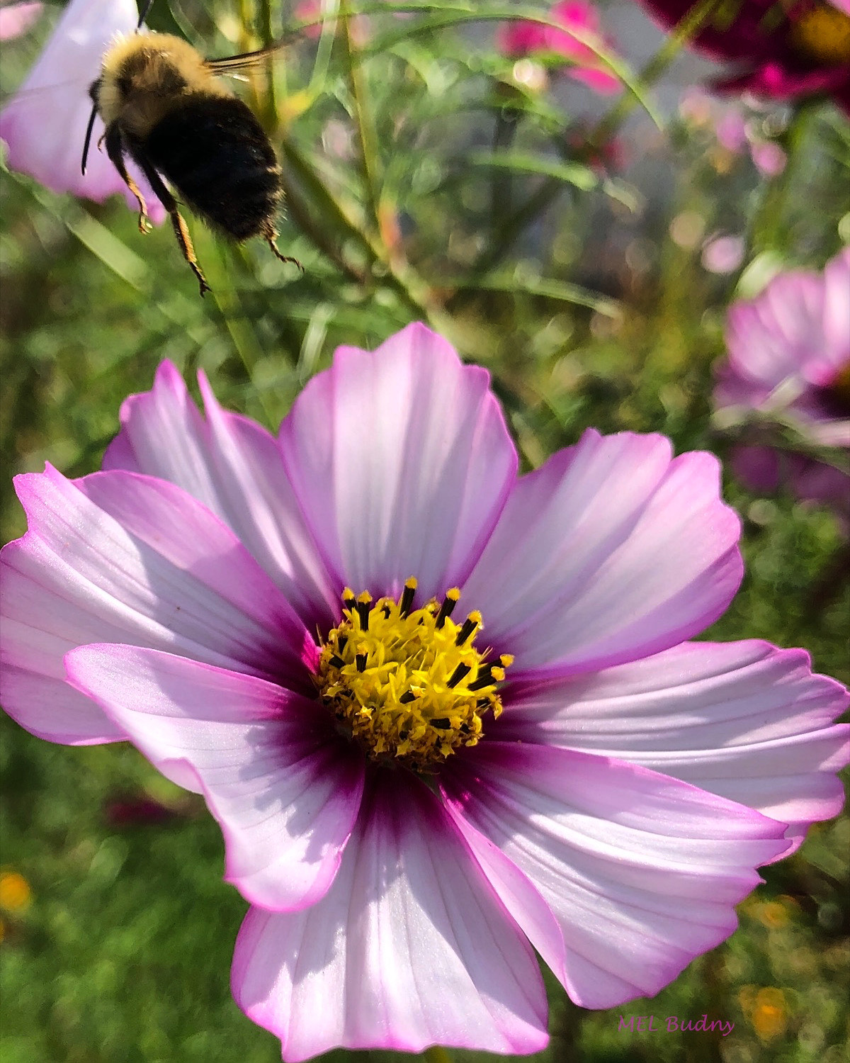 purple and white cosmos