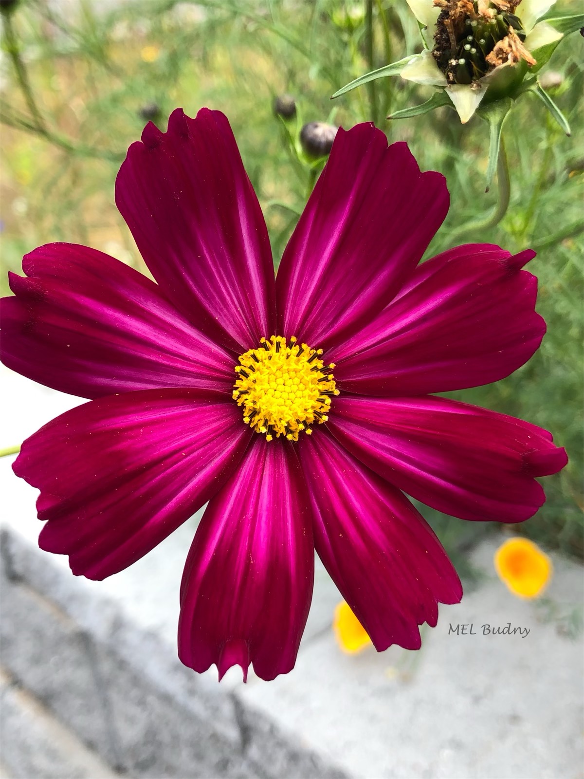 dark red cosmos