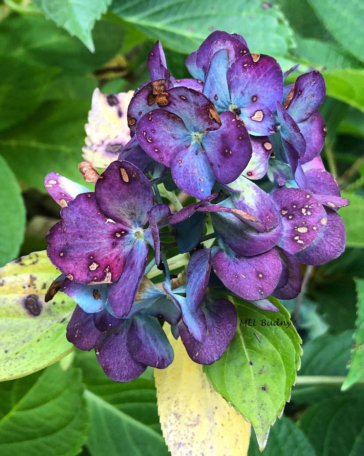 Big leaf hydrangea