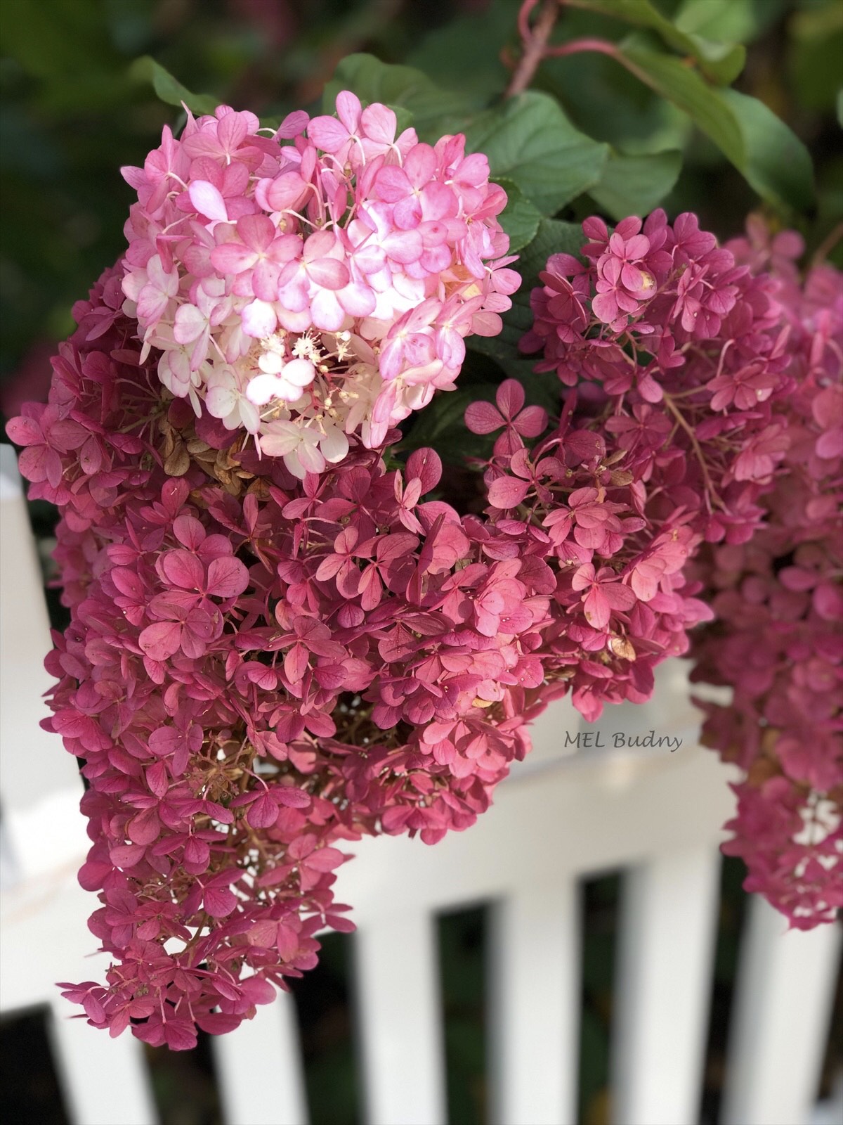 Panicle hydrangea