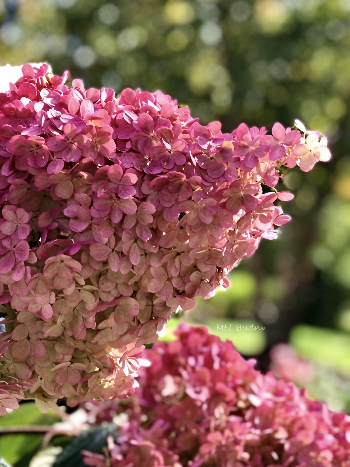 pink panicle hydrangea