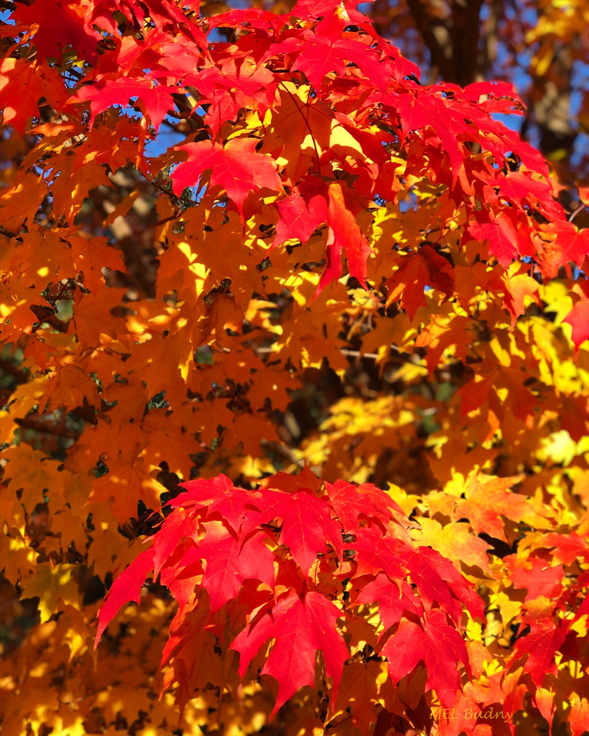 sugar maple leaves