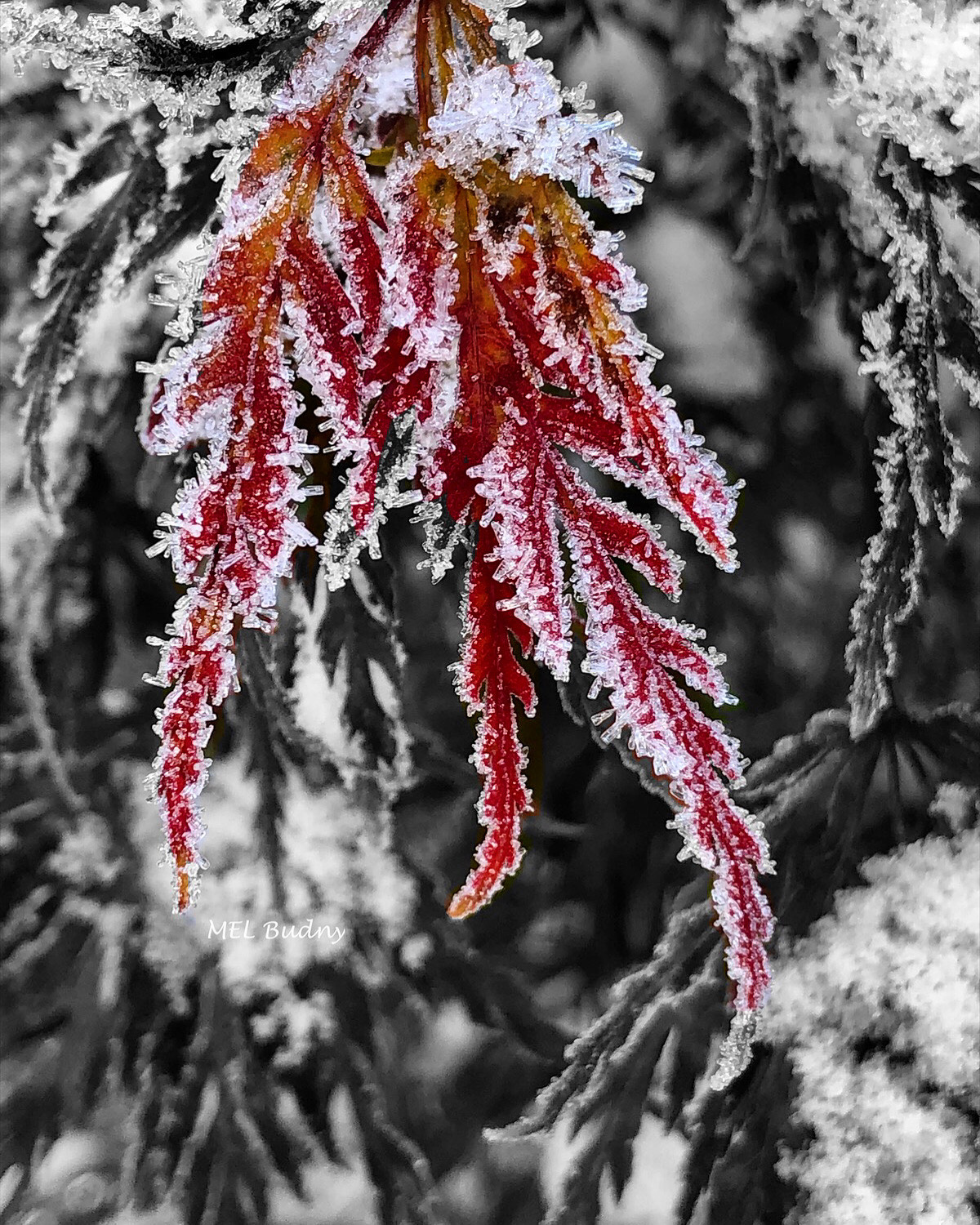 forst on a Japanese maple