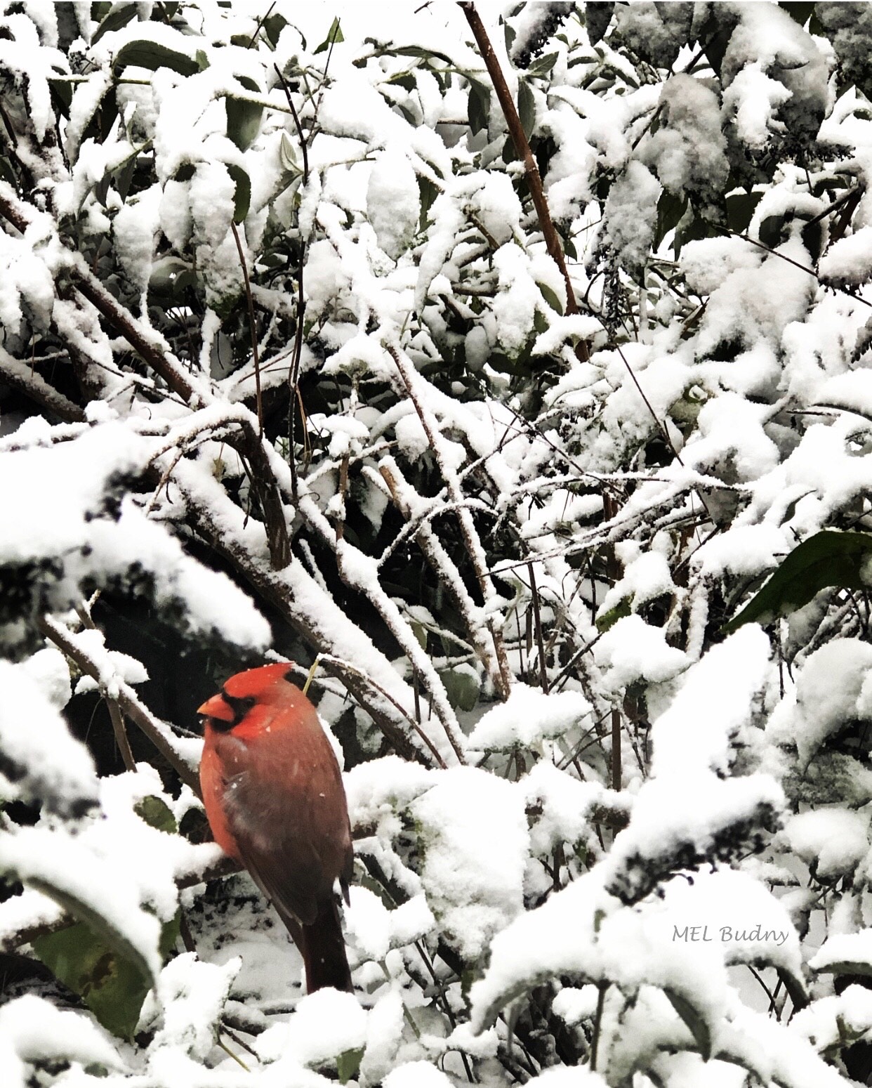 cardinal