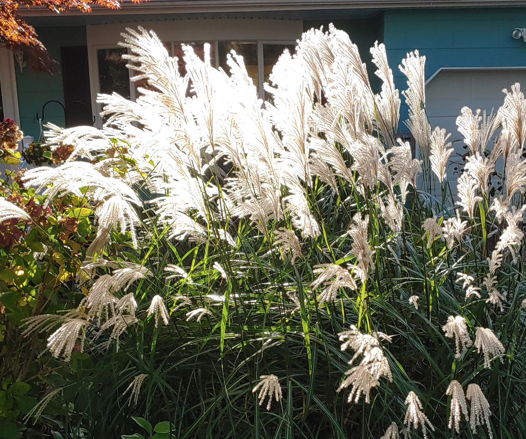 Miscanthus sinensis