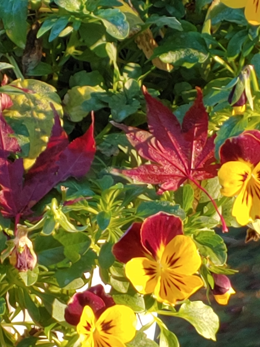 hanging basket of pansies