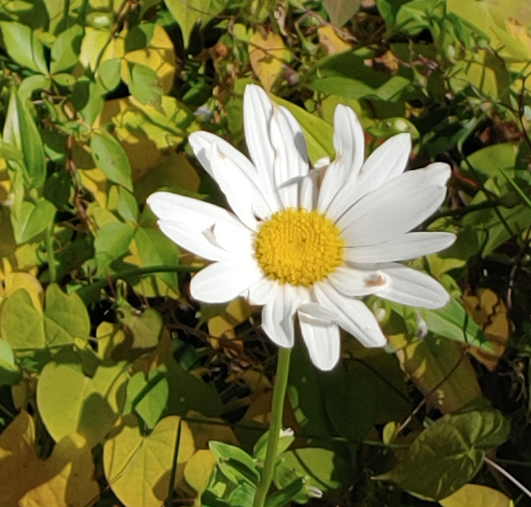 Shasta daisy