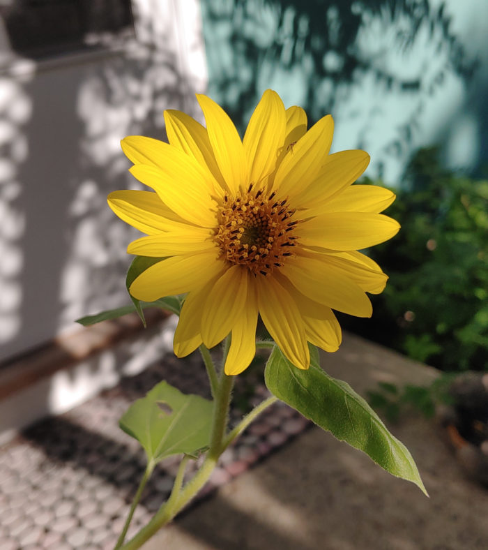 miniature sunflower