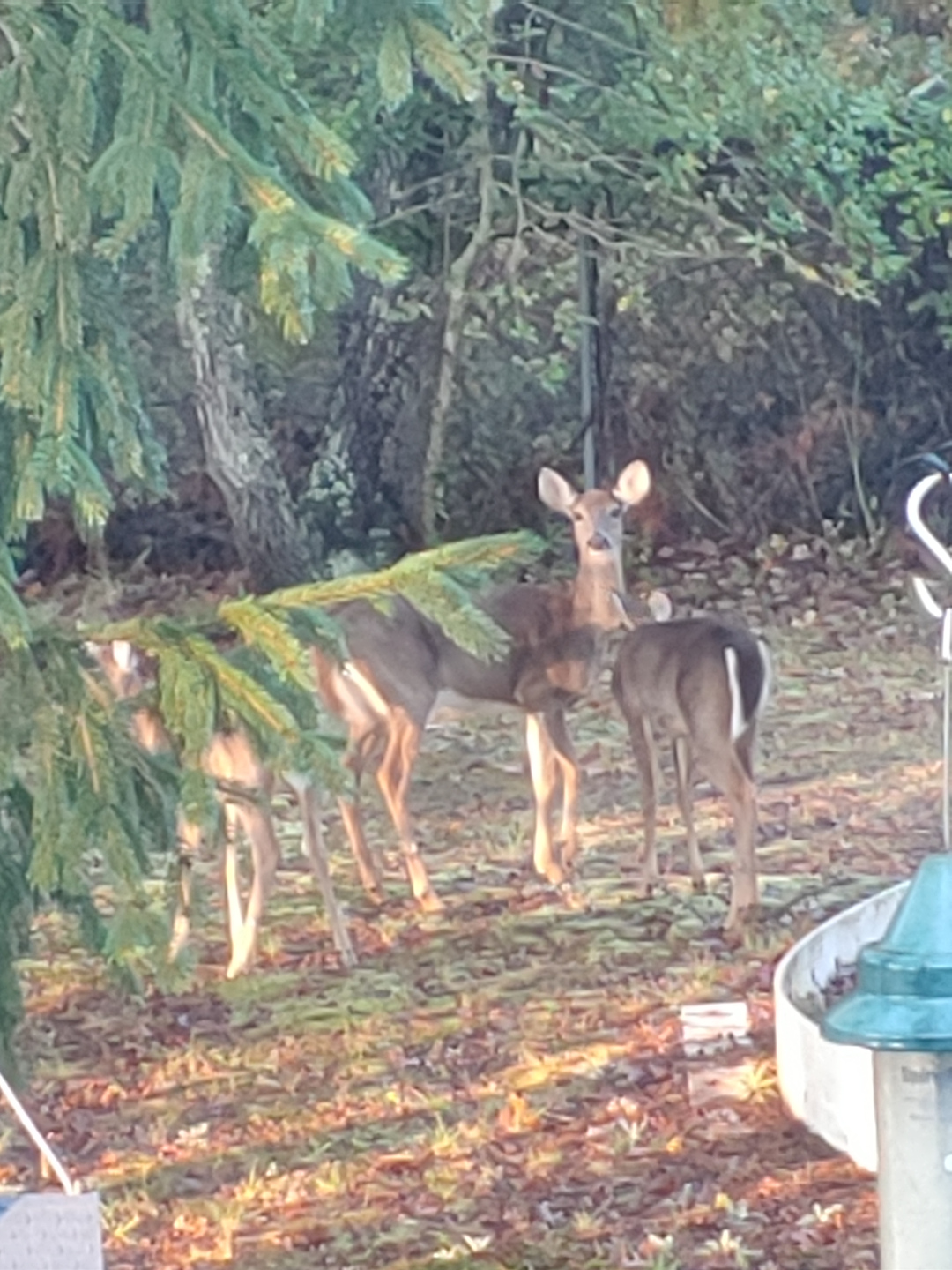deer in the yard