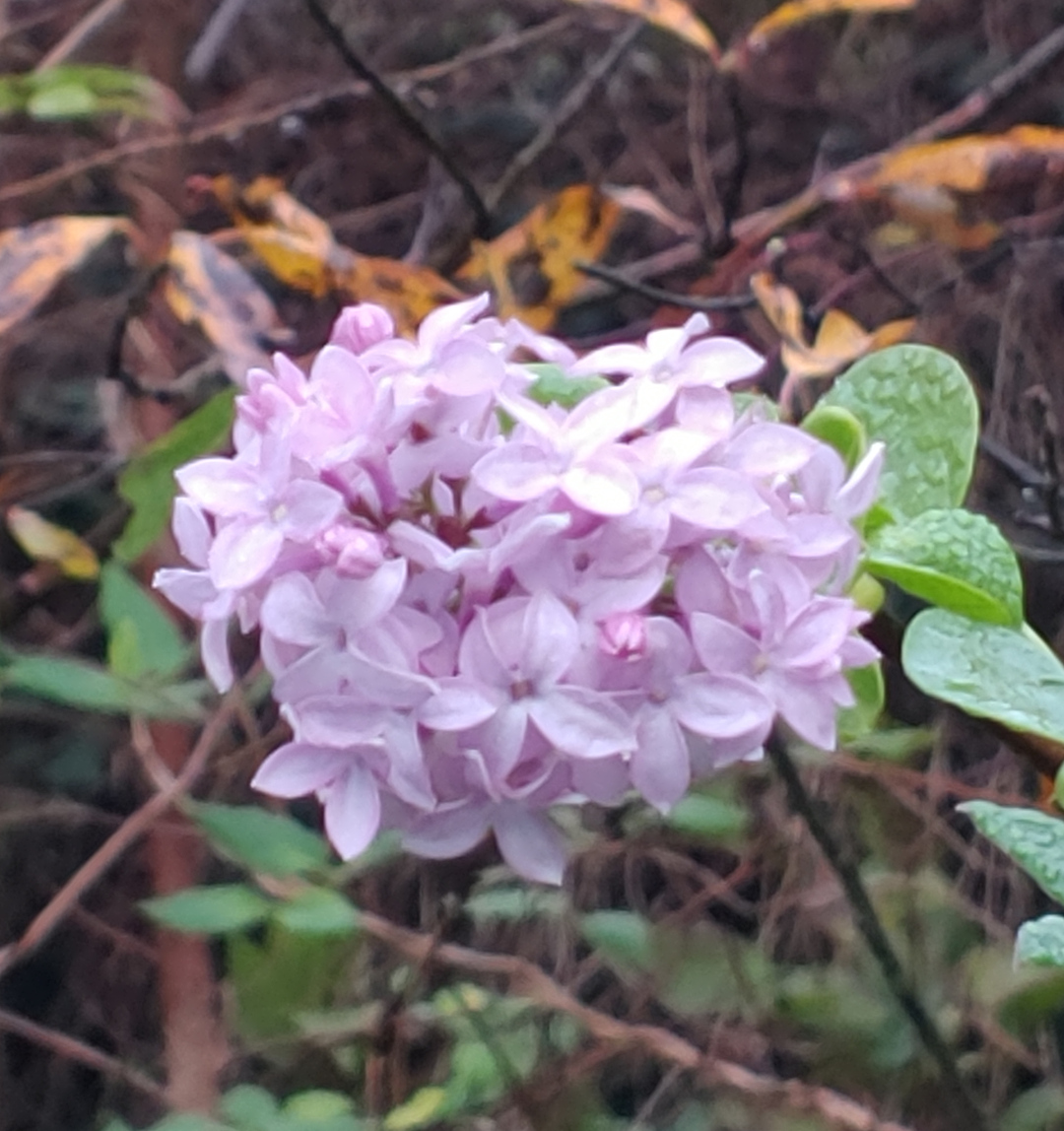 lilac in the fall